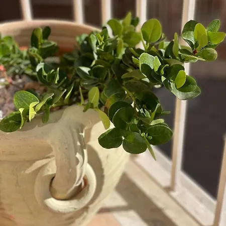 Holiday home Domus Vittoria Siracusa *